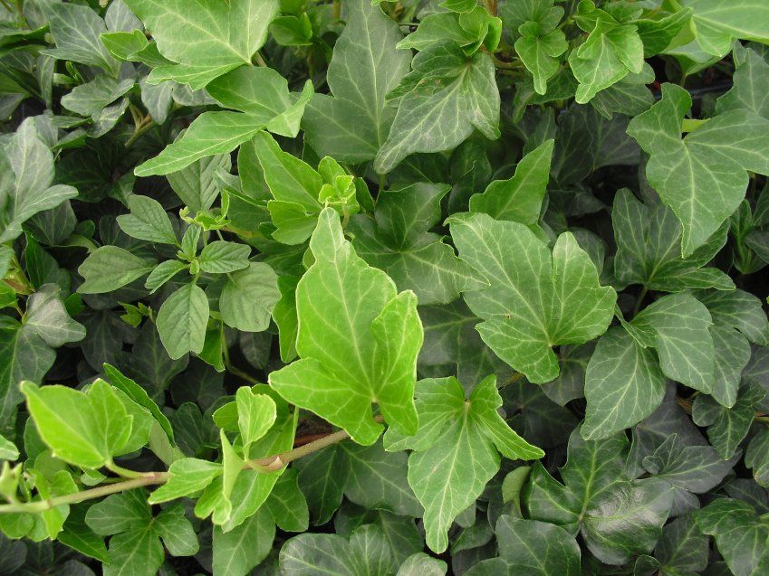 HEDERA HELIX VERDE  MINI ∅18