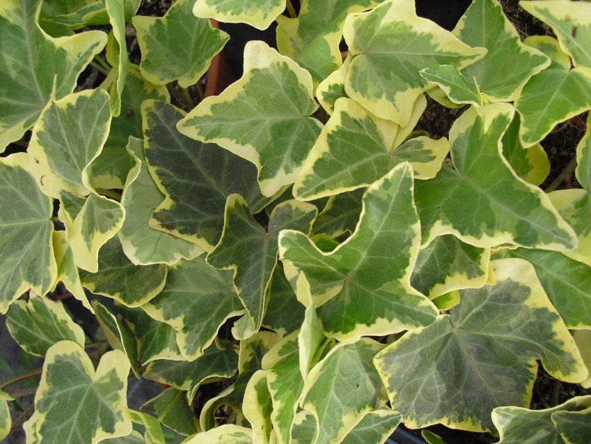 HEDERA HELIX VARIEGATA ∅18