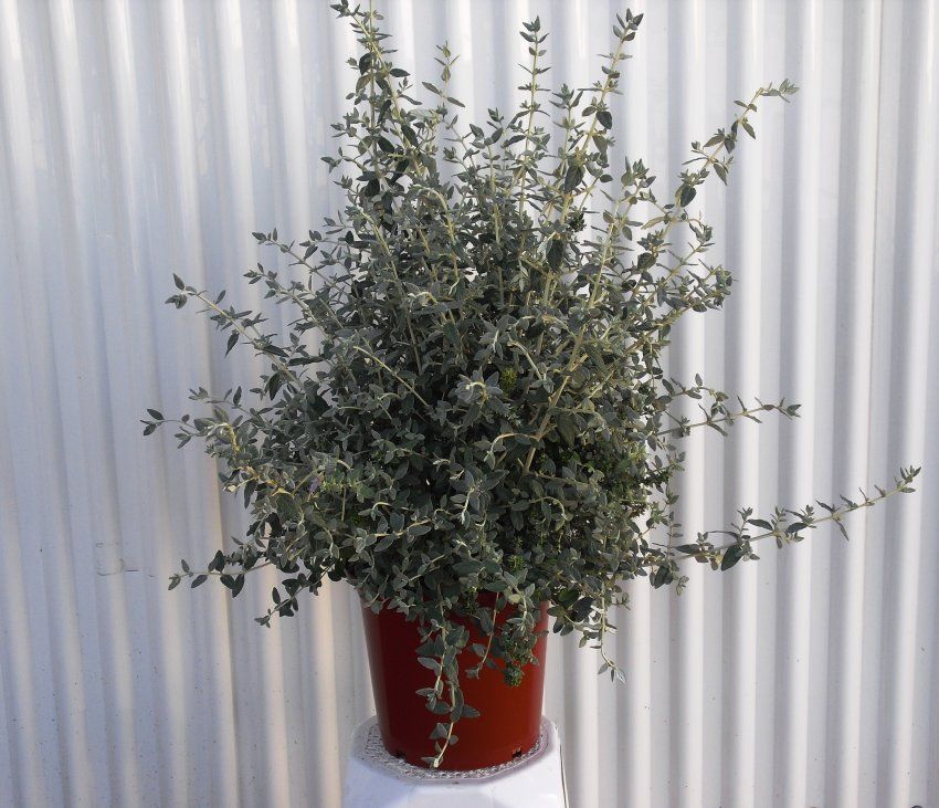 TEUCRIUM C25