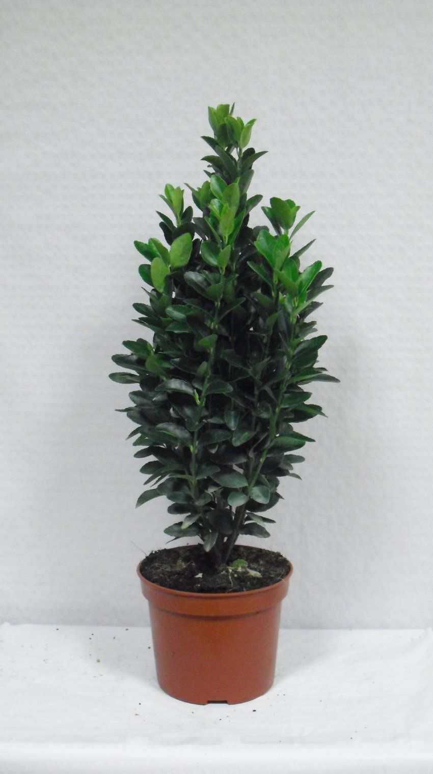 EUONIMUS JAPONICA VERDE
