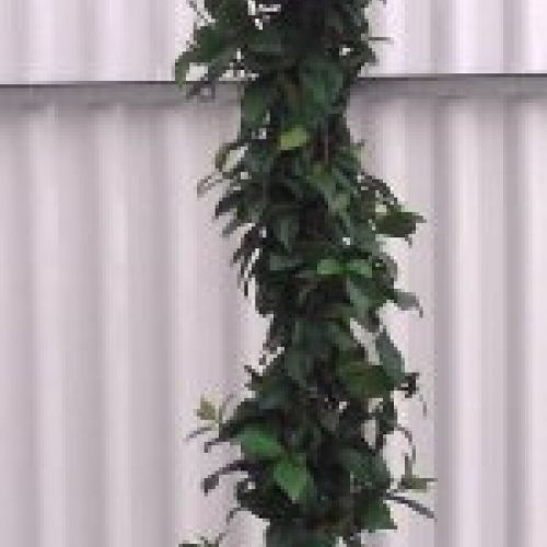TRACHELOSPERMUM JASMINOIDES ∅20