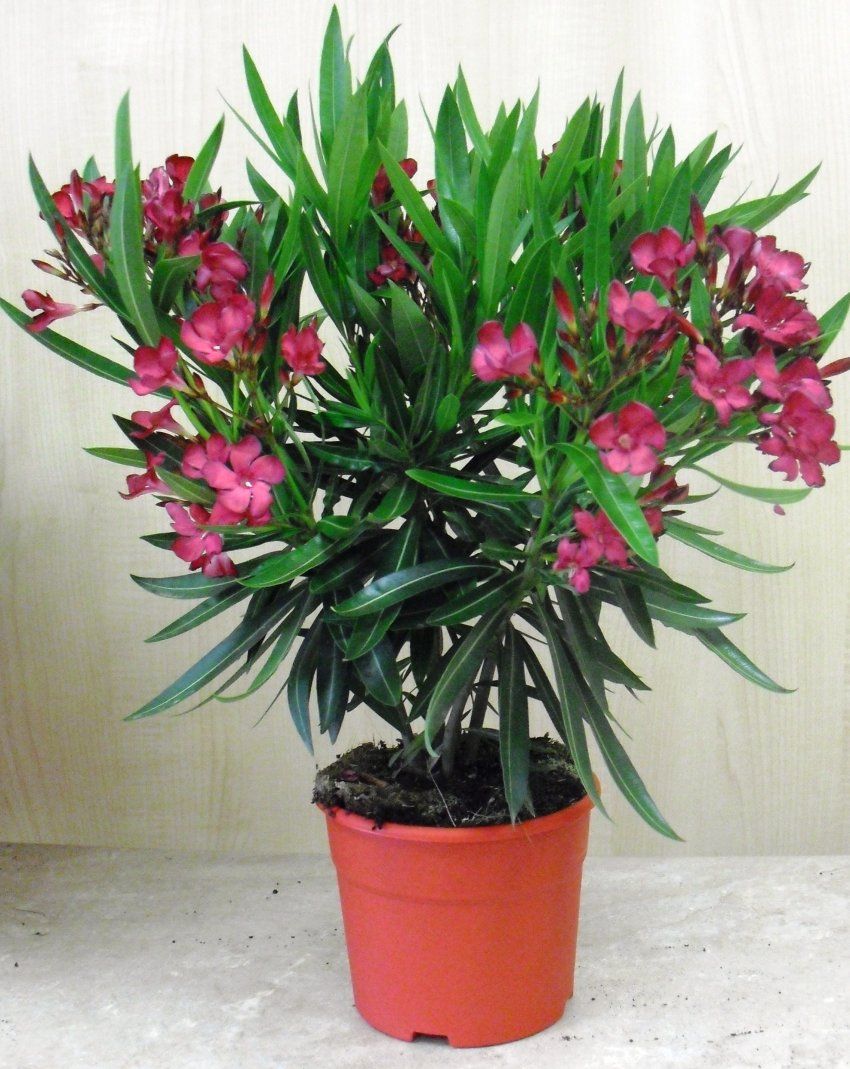 NERIUM OLEANDER ∅18