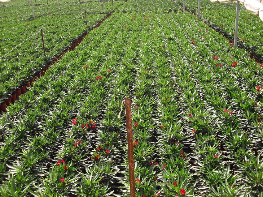 NERIUM OLEANDER ∅25