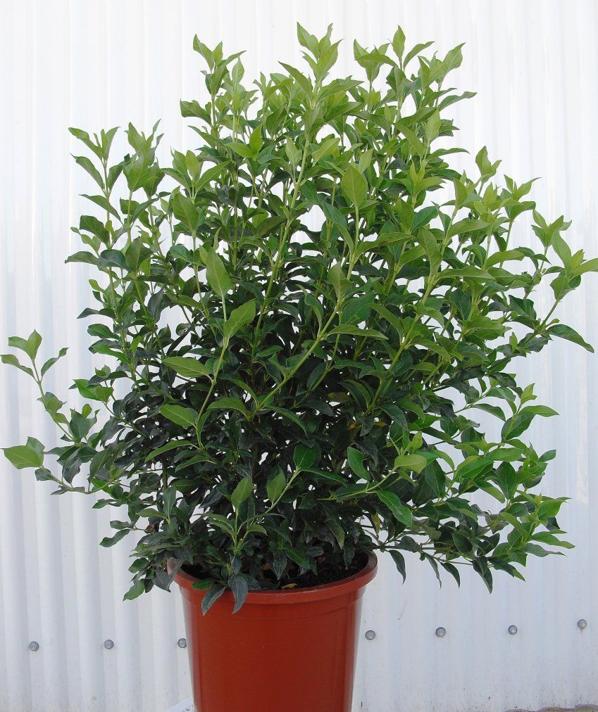 VIBURNUM TINUS ∅25