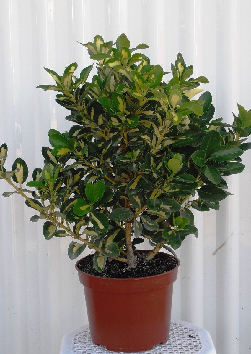 EVONYMUS LUNA M18