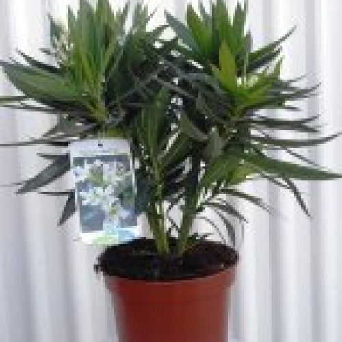 NERIUM OLEANDER ∅20