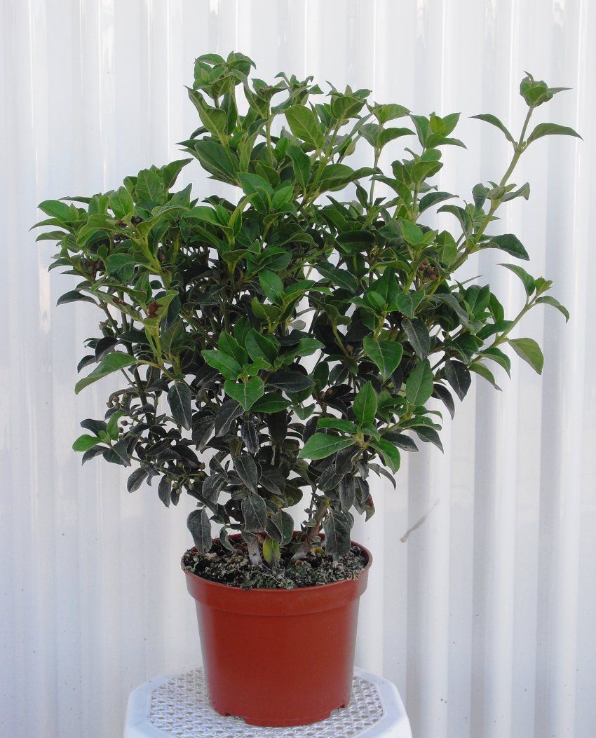VIBURNUM TINUS M18