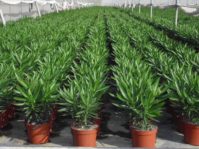 NERIUM OLEANDER ∅18