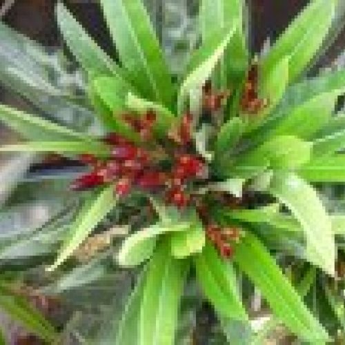 NERIUM OLEANDER ∅20