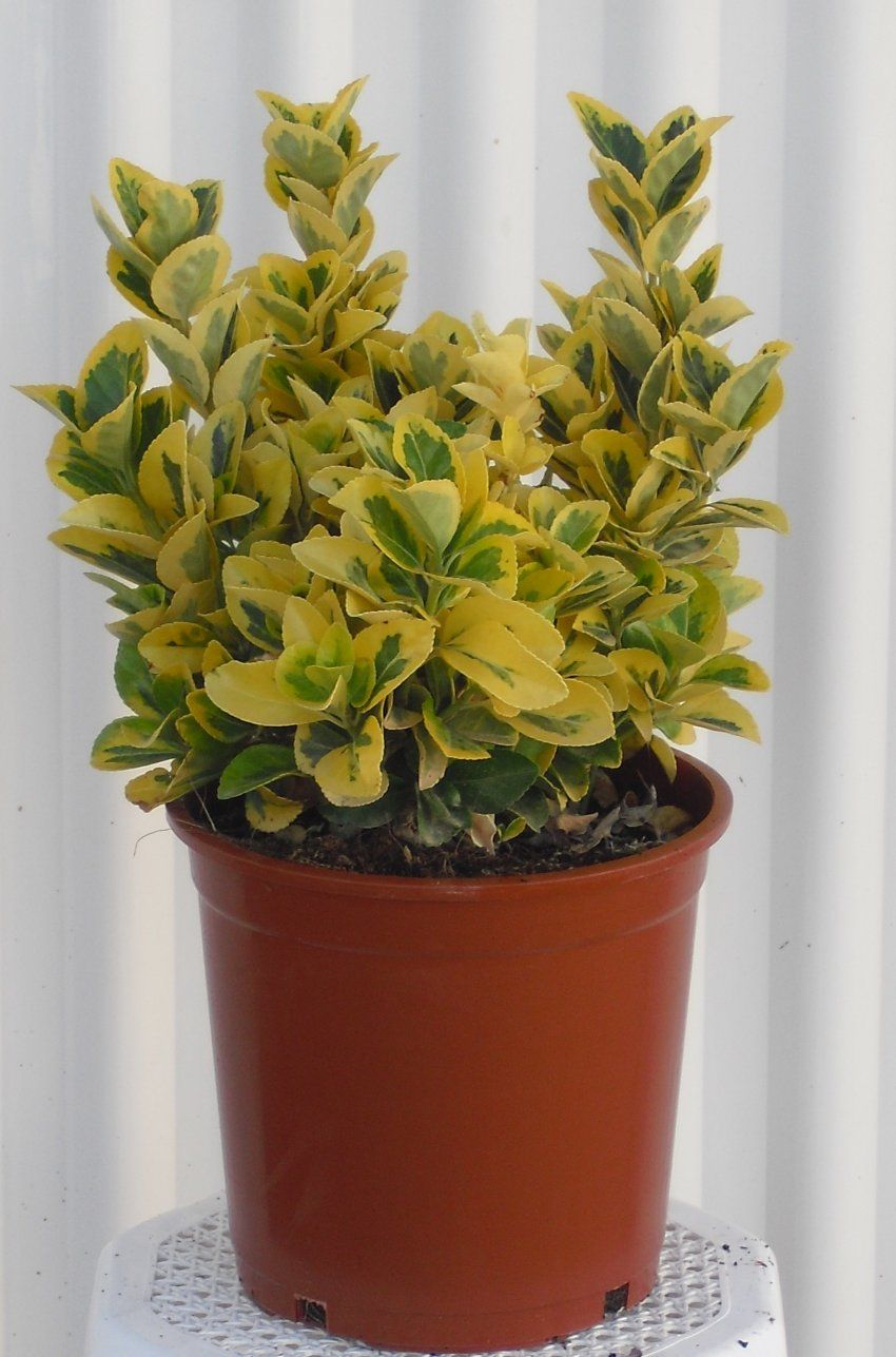 EVONYMUS AUREA C20 (1)