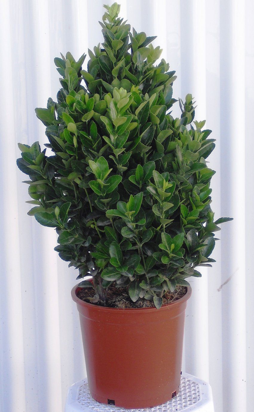 EVONYMUS JAPONICA VERDE C20