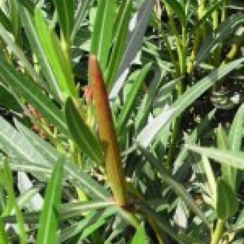 NERIUM OLEANDER ∅20