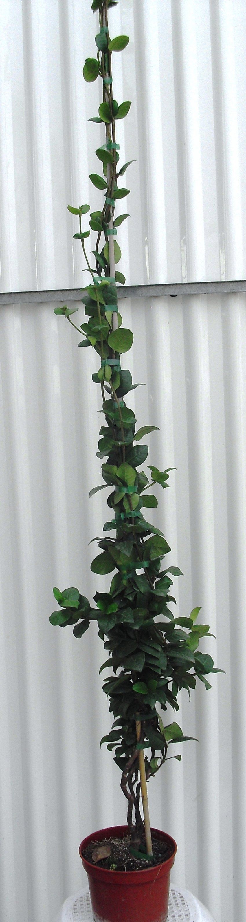TRACHELOSPERMUM JASMINOIDES ∅18