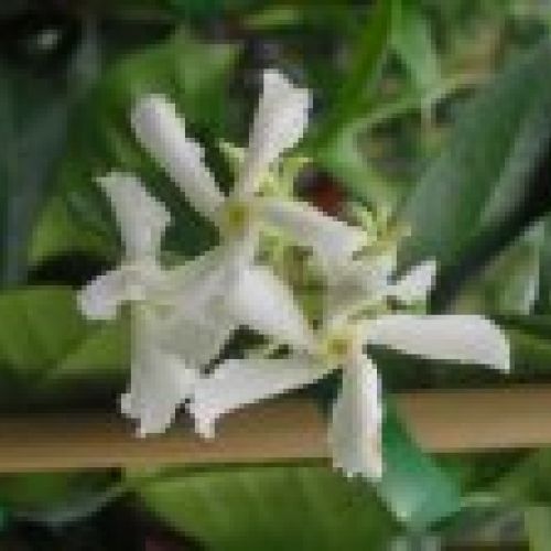 TRACHELOSPERMUM JASMINOIDES ∅20