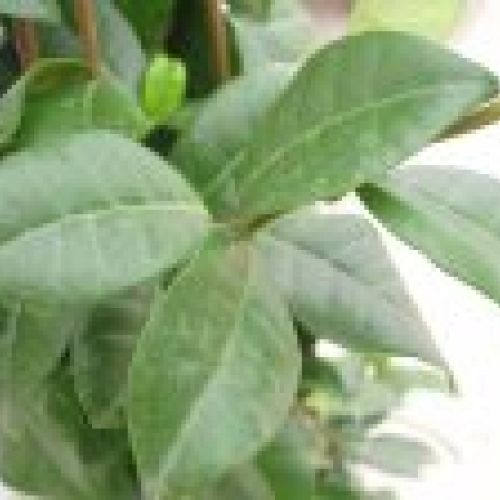 TRACHELOSPERMUM JASMINOIDES ∅20