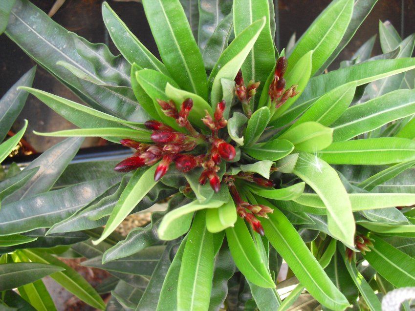 NERIUM OLEANDER ∅20