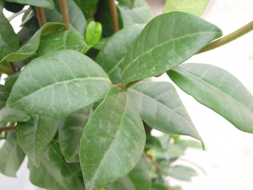 TRACHELOSPERMUM JASMINOIDES ∅20