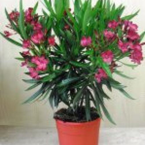 NERIUM OLEANDER ∅18