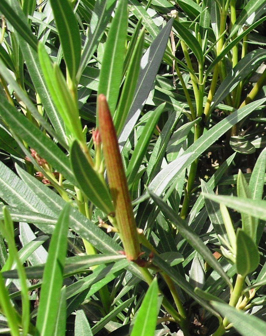 NERIUM OLEANDER ∅20