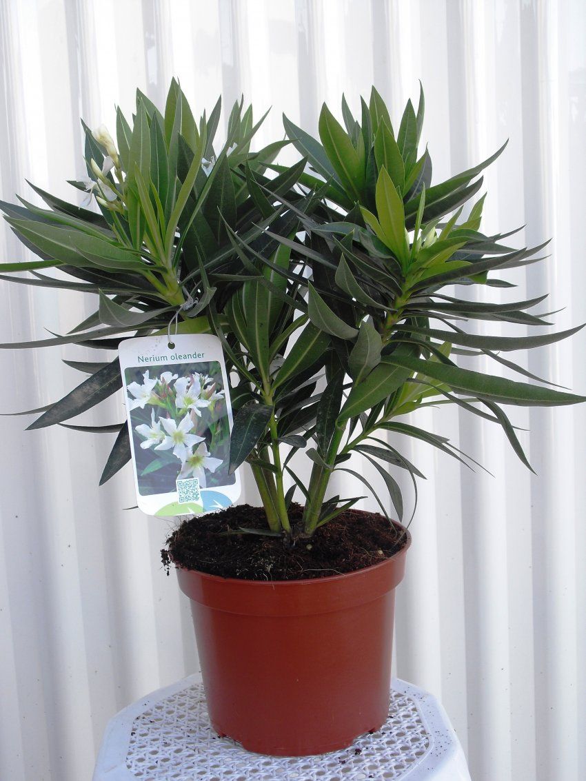 NERIUM OLEANDER ∅20