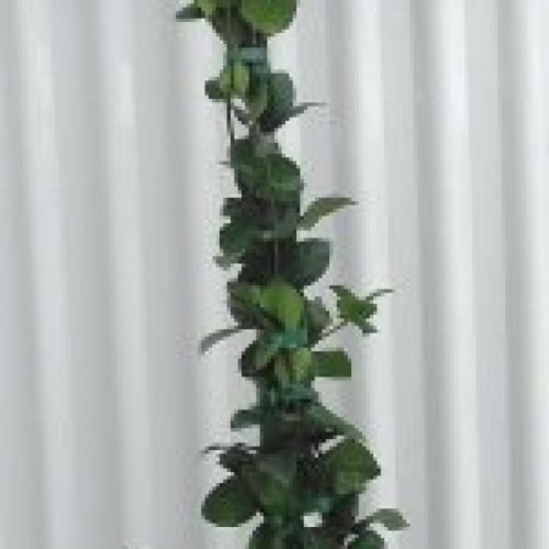 TRACHELOSPERMUM JASMINOIDES ∅18