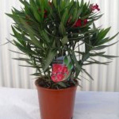 NERIUM OLEANDER ∅20