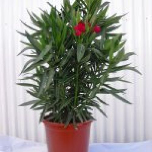 NERIUM OLEANDER ∅25