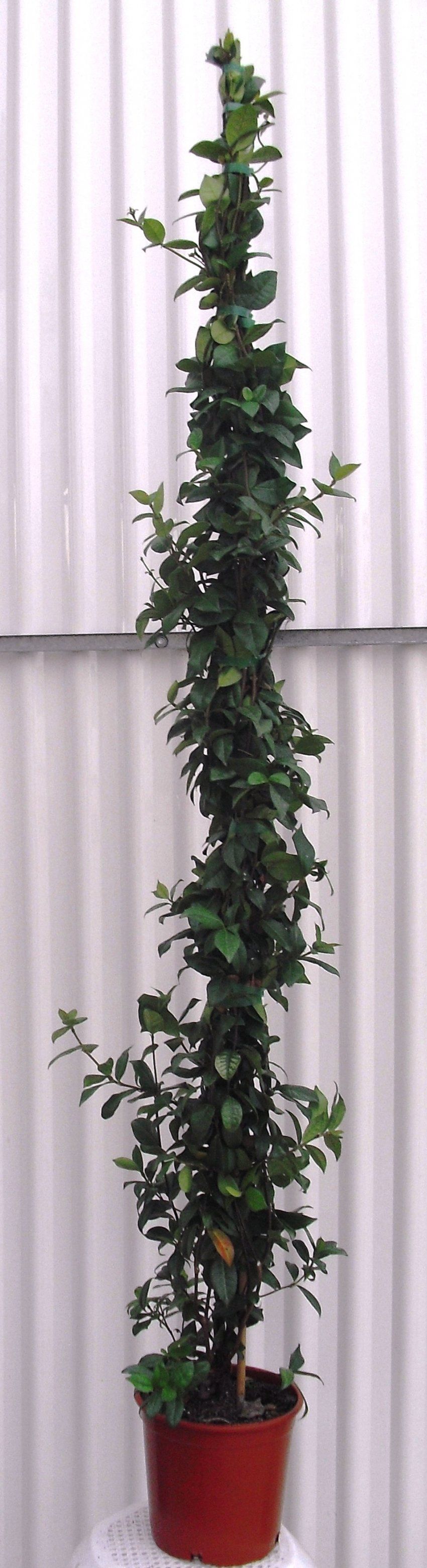 TRACHELOSPERMUM JASMINOIDES ∅20