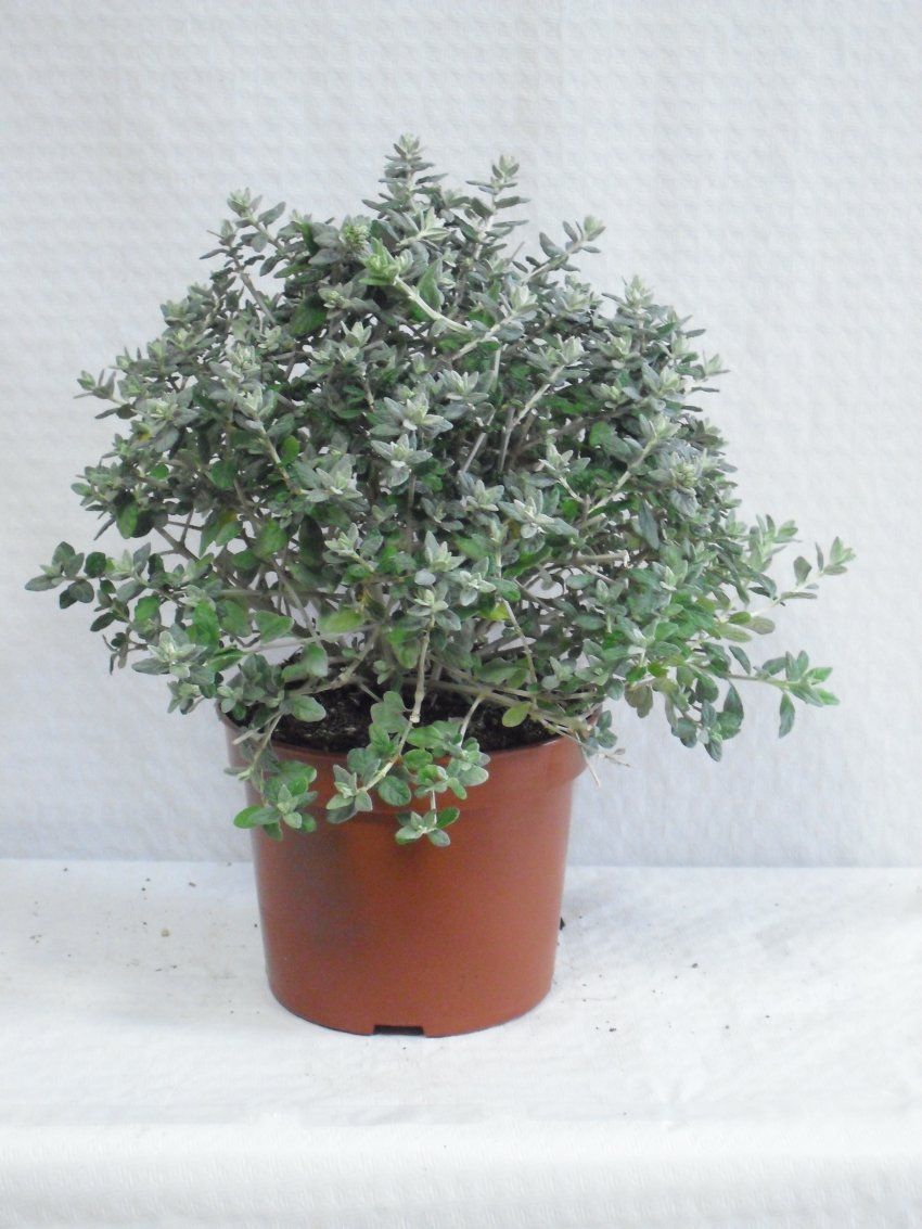 TEUCRIUM FRUTICANS