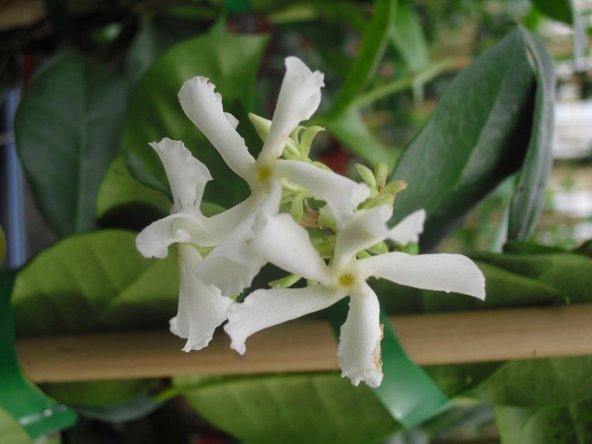 TRACHELOSPERMUM JASMINOIDES ∅18