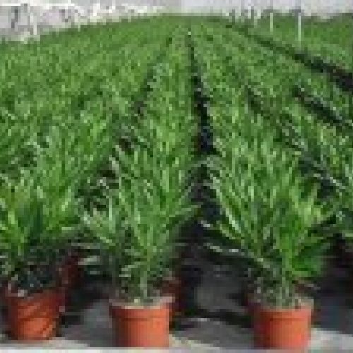 NERIUM OLEANDER ∅18