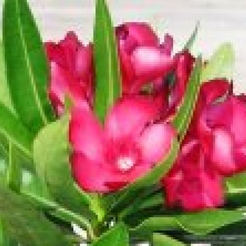 NERIUM OLEANDER ∅18