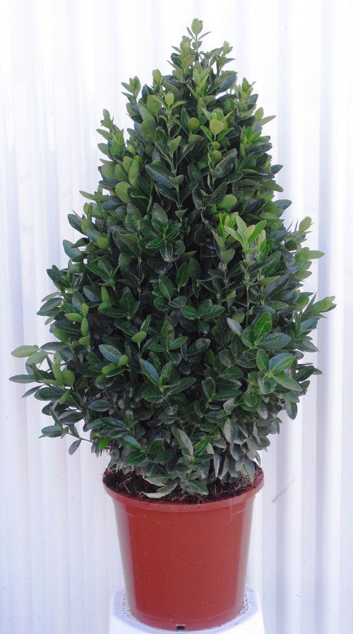 Evonymus japonicum verde C25.JPG