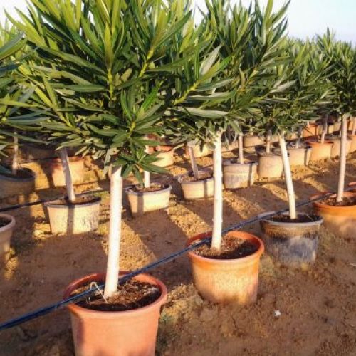 Nerium oleander - Producción copas