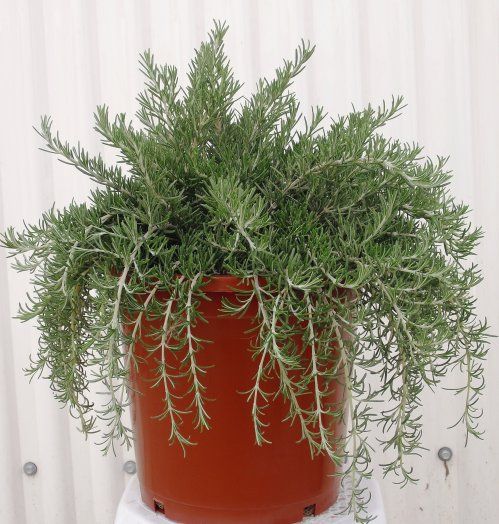 ROMERO REPENS 1