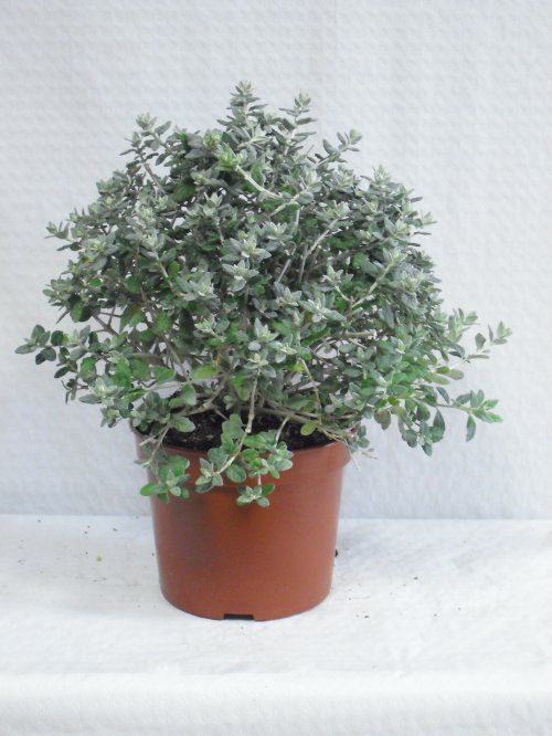 TEUCRIUM FRUTICANS