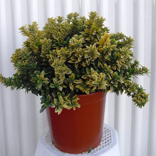 plantas