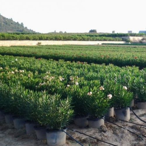 Nerium oleander - Producción M-30