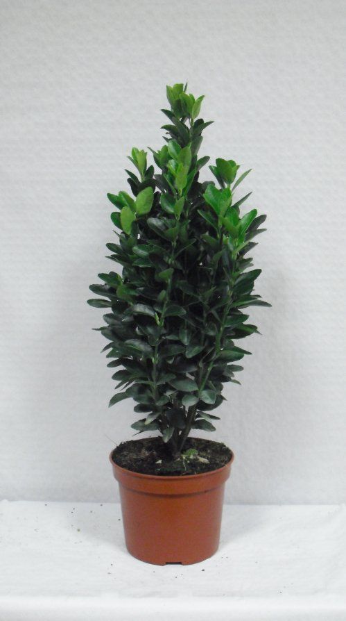 EUONIMUS JAPONICA VERDE