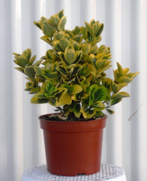EVONYMUS AUREA M18
