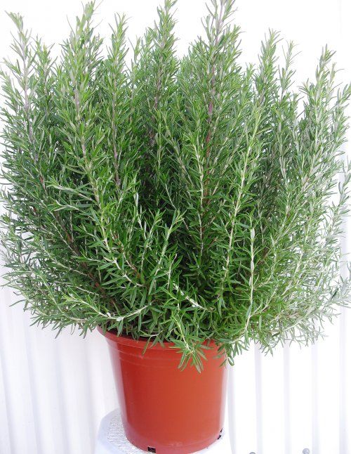 ROMERO OFFICINALIS M 25