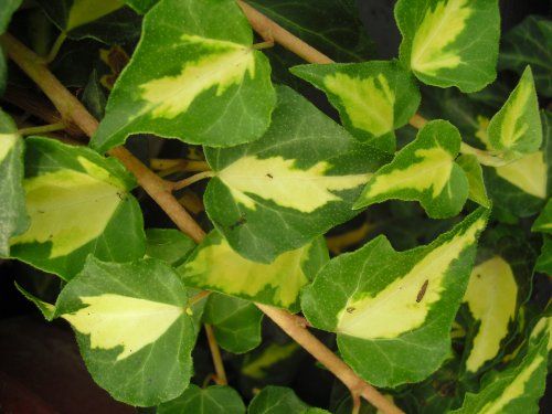HEDERA HELIX GOLDHEART MINI ∅18
