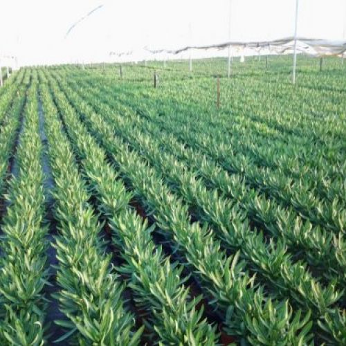Nerium oleander   Producción M 18