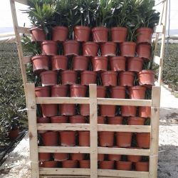 Box pallet Nerium oleander m-18