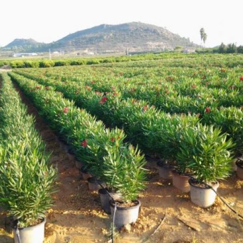 Nerium oleander - Producción M-30