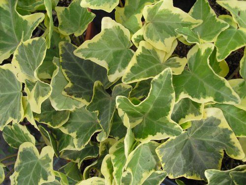 HEDERA HELIX VARIEGATA ∅18