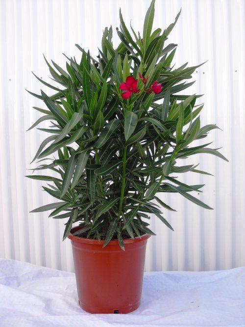 NERIUM OLEANDER ∅25