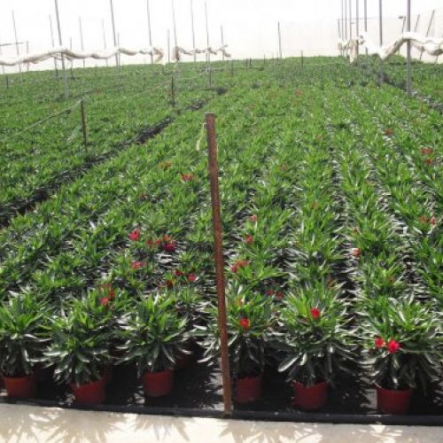 Nerium oleander-Producción M-18