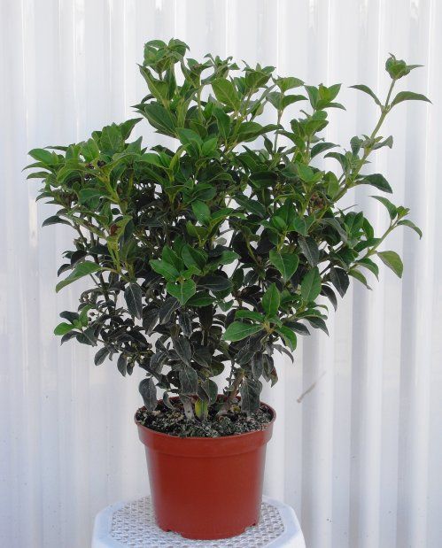 VIBURNUM TINUS M18