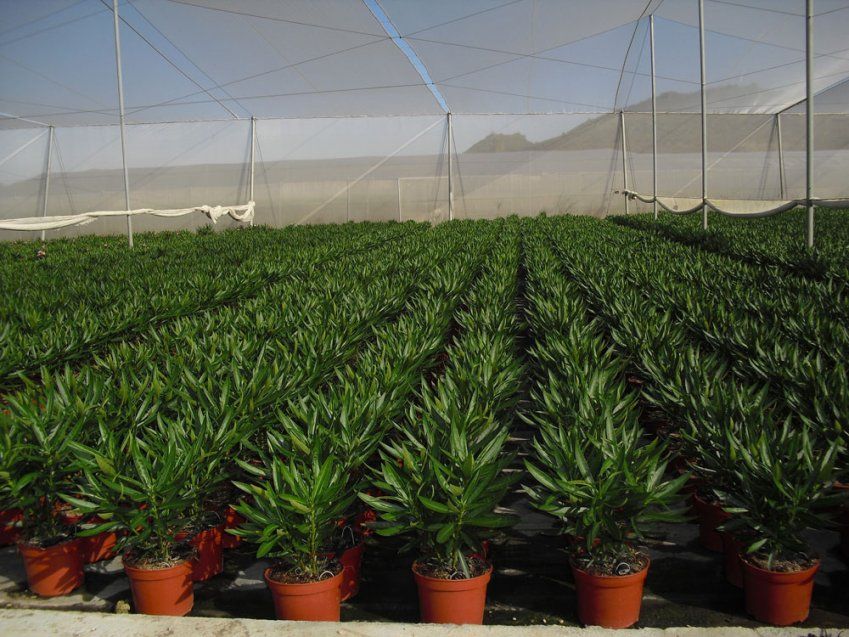 Vivero en Valencia GREENVAL con tienda online